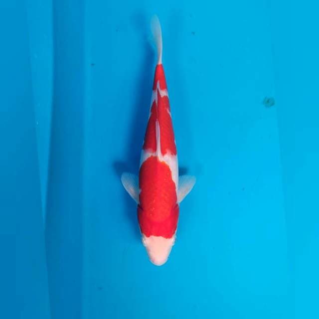 Kohaku 30