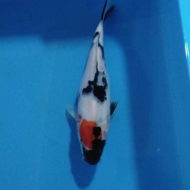 Showa 25cm