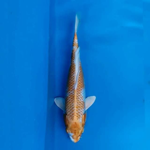 Hariwake 36
