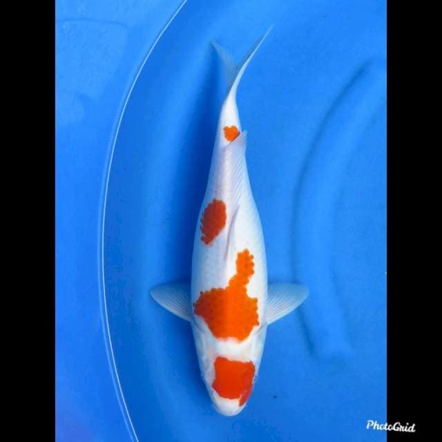 KOHAKU JUMBO ,41cm
