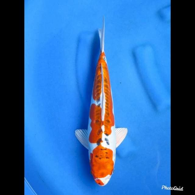 KUJAKU DOITSU - MALE , 38cm 