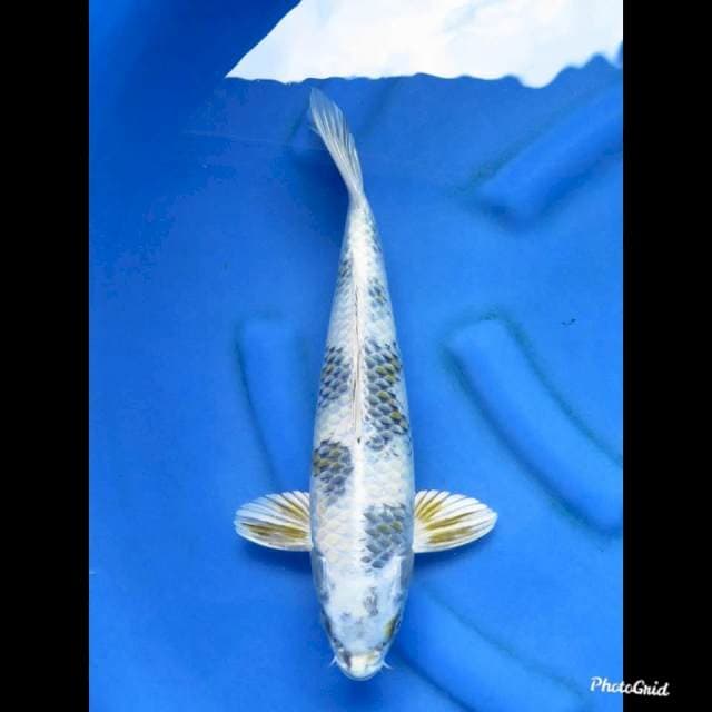 SUPER ANTIK , 38cm