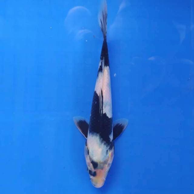 Shiro 22 cm