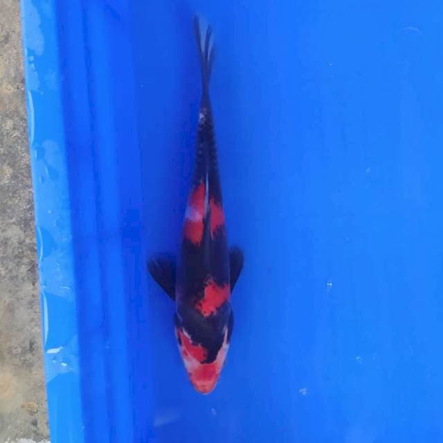 Showa 25 cm