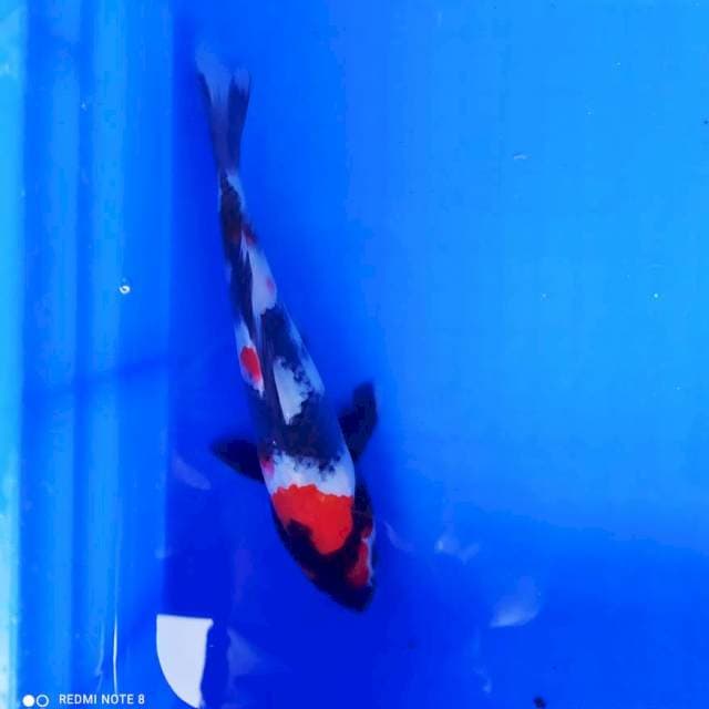 Showa 21 cm