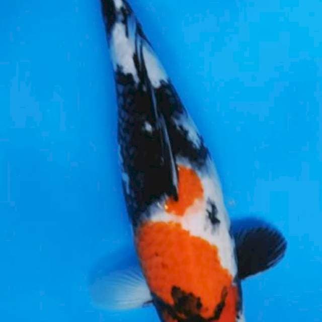 Showa 34cm