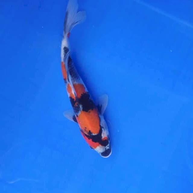Showa 20 cm