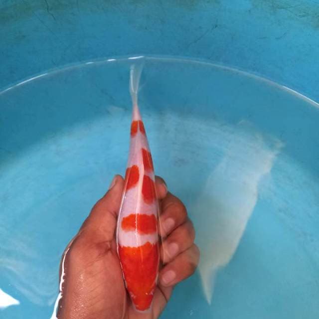 Minion kohaku 18cm