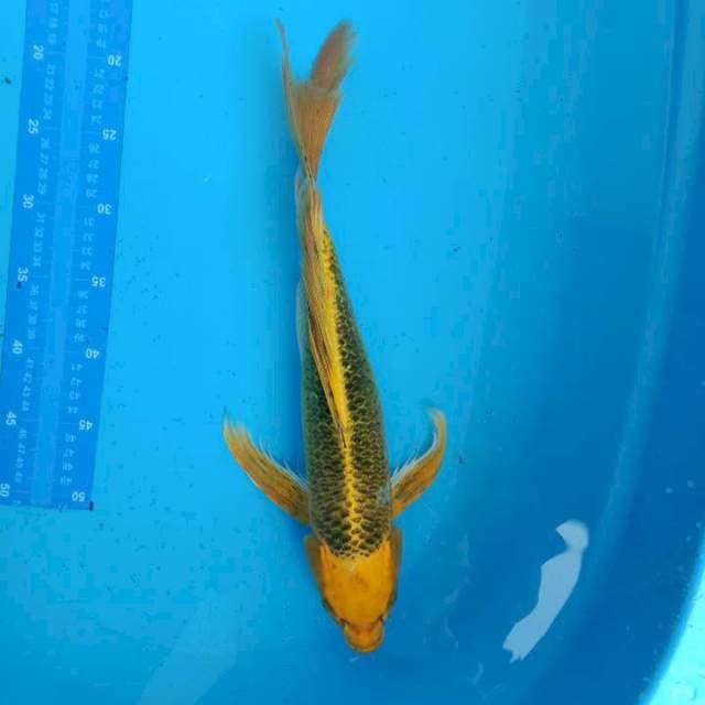 40cm Kumpay kujaku