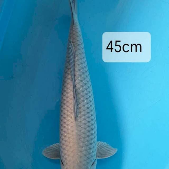 Soragoi size 45 cm