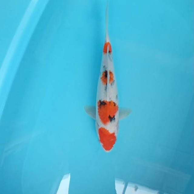 Sanke female 34cm