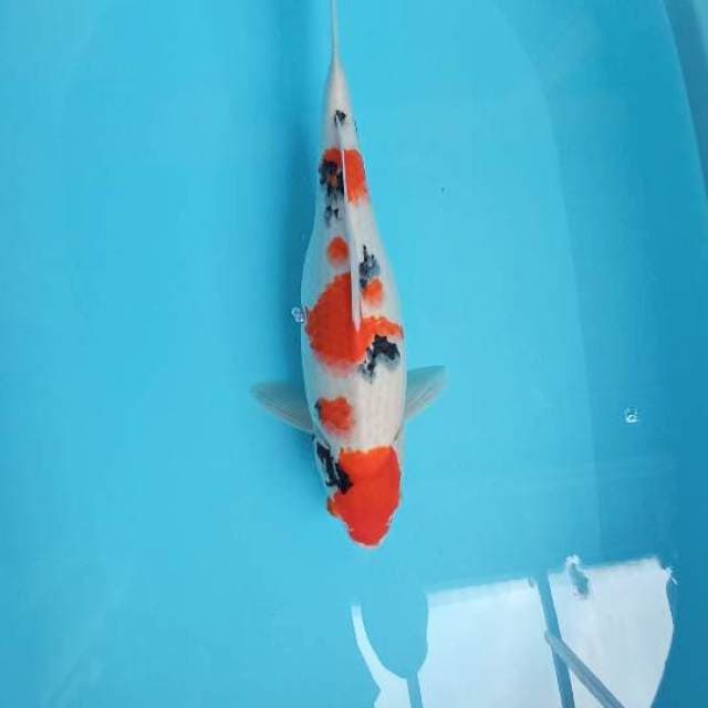 Sanke female 37cm