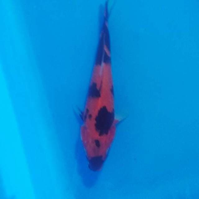 Hi utsuri