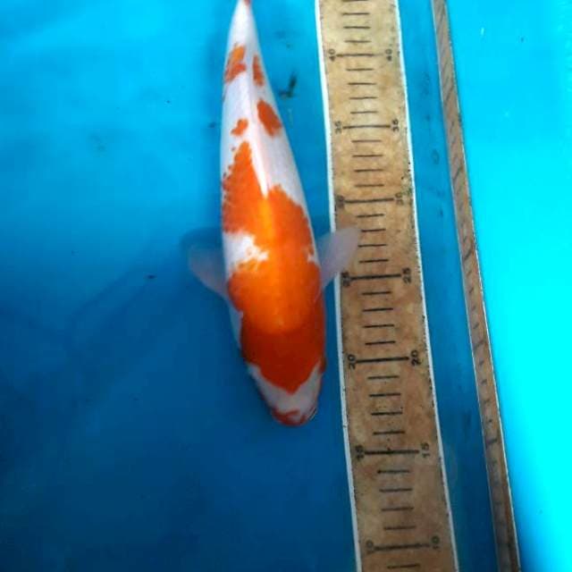 Kohaku 31