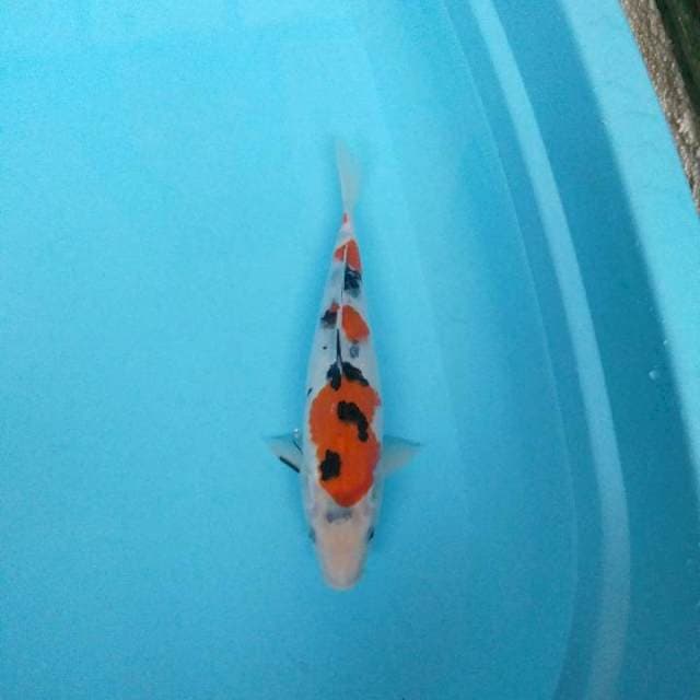 Bozu Sanke ,,28cm.