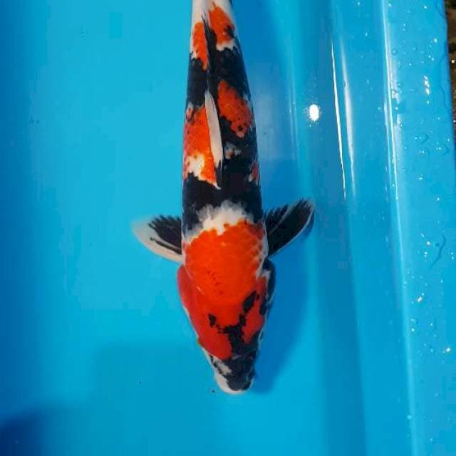 Showa male 33cm