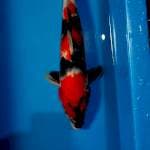 Showa male 33cm