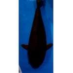 Cagoi tembaga bulky 36cm
