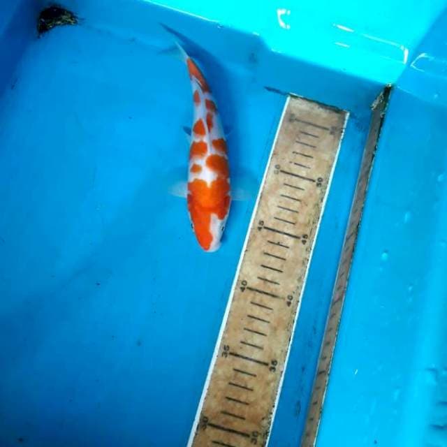 Kohaku sakura 21cm