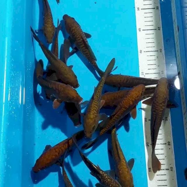 CHAGOI TEMBAGA SISIK NAGA 15-20 CM 18 EKOR