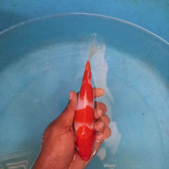 Minion kohaku 18cm