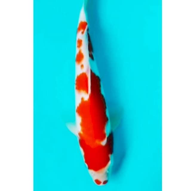 🔴kohaku red strong 30bu