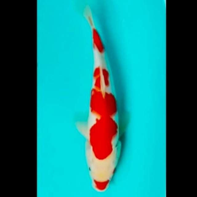 🔴kohaku red strong 25cm