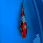 Gosanke gindrin 31cm