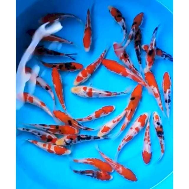 PAKET V, KOHAKU SANKE 30 Ekor, 12 - 14 Cm