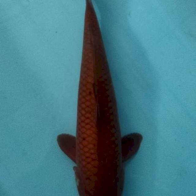 Karasu 38cm tembus perut