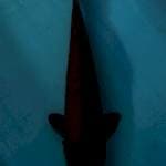 Karasu 38cm tembus perut