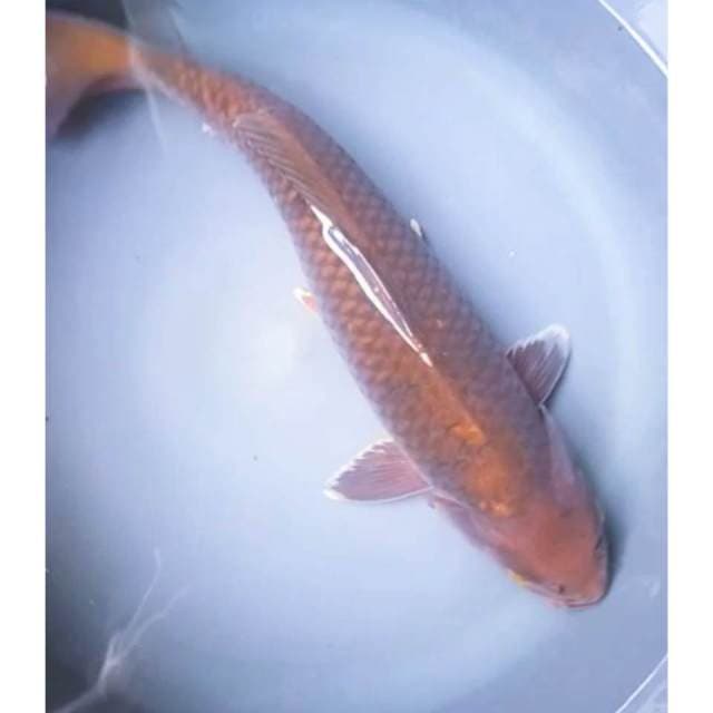 CHAGOI JUMBO 40 Cm, JANTAN
