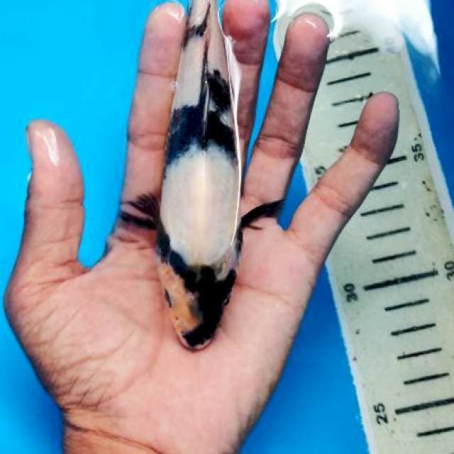 shiro 20 bu