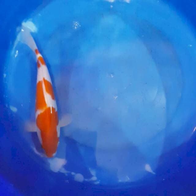 Kohaku Strong 35cm Male