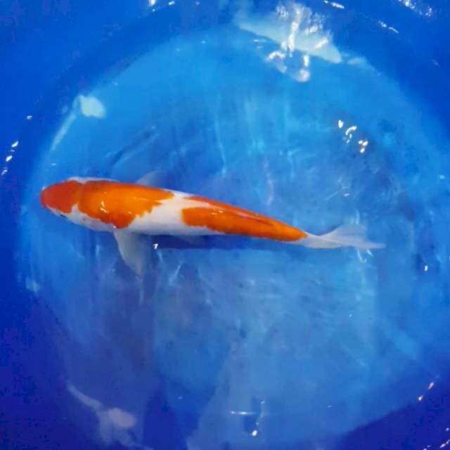 Kohaku Strong 35cm Male