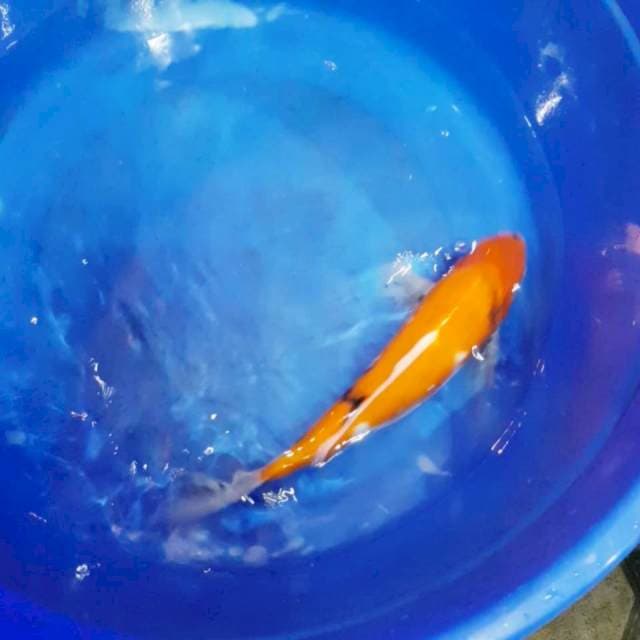 Sanke Strong 35cm Male