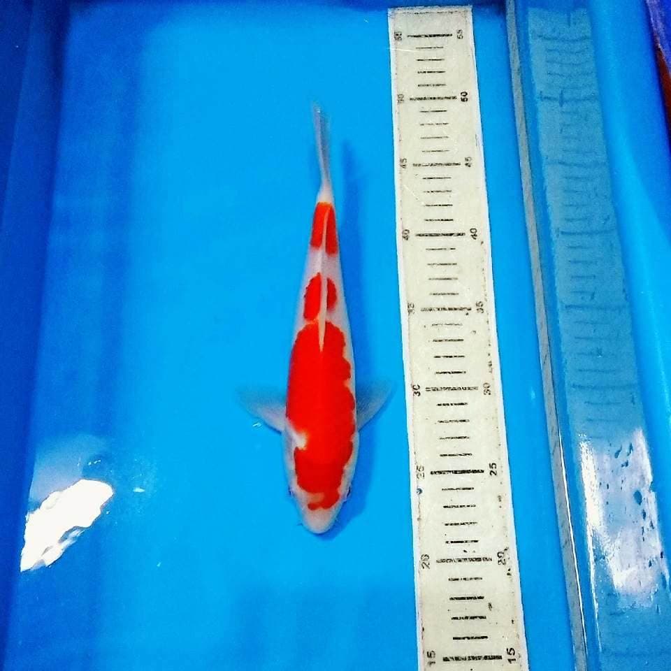 Kohaku 3step ori