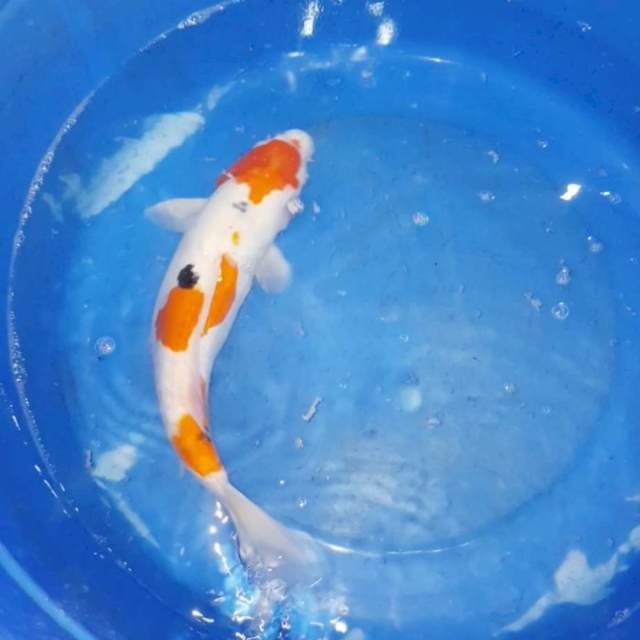Sanke 35cm Strong
