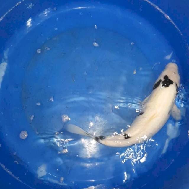 Shiro 38cm Male