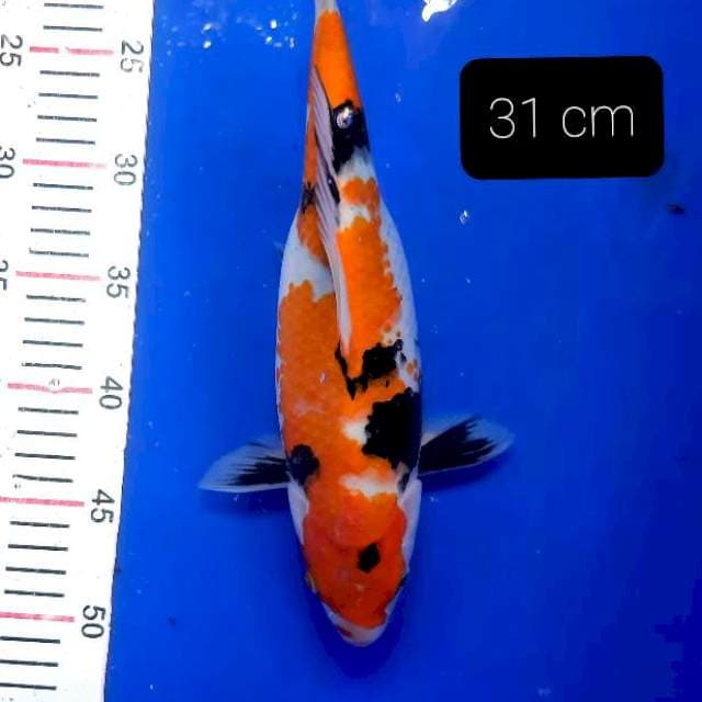 Showa 31 cm