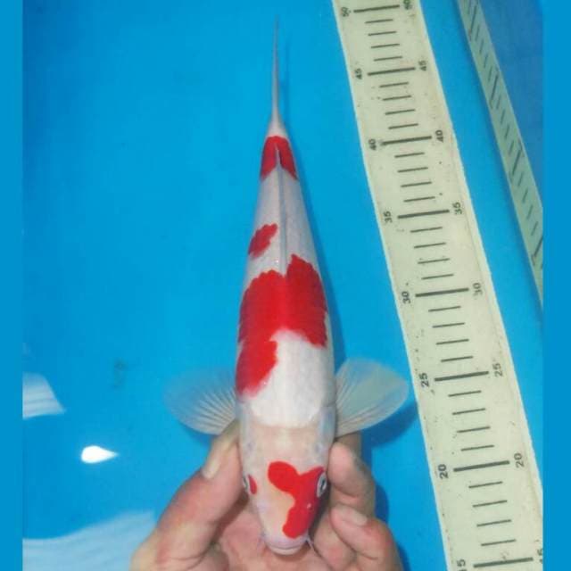 KOHAKU TOTOL TOTOL