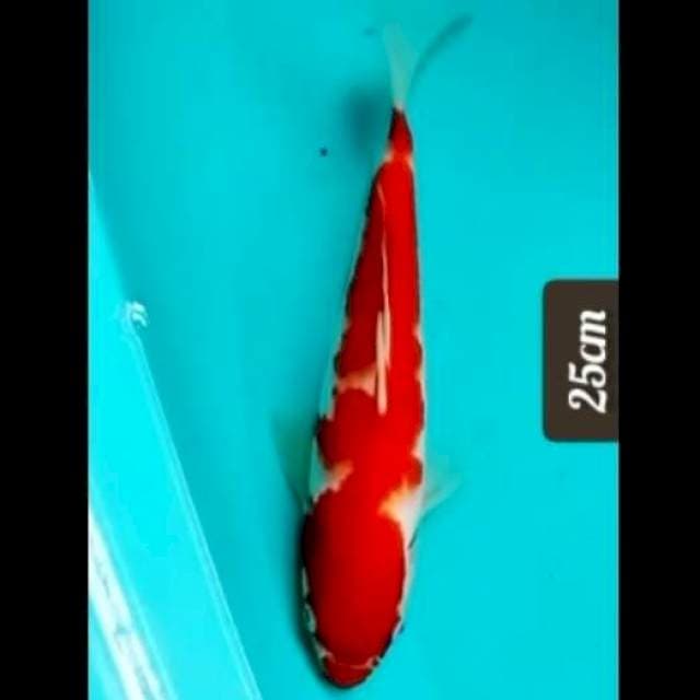 💛kohaku red strong 25cm