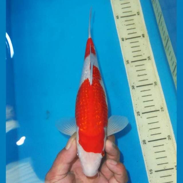 KINGINRIN KOHAKU