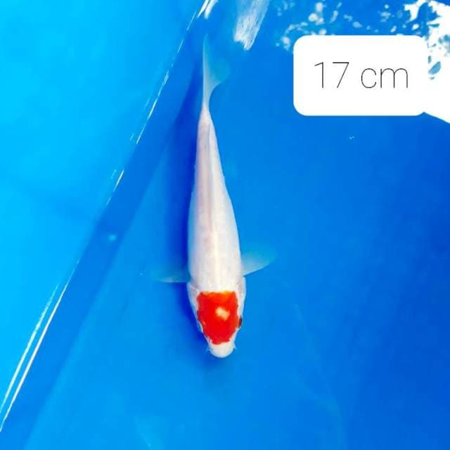 Doitsu Tancho kohaku 17 cm