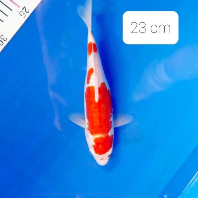 Doitsu 23 cm