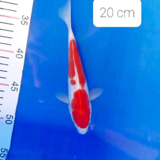 Doitsu 20 cm