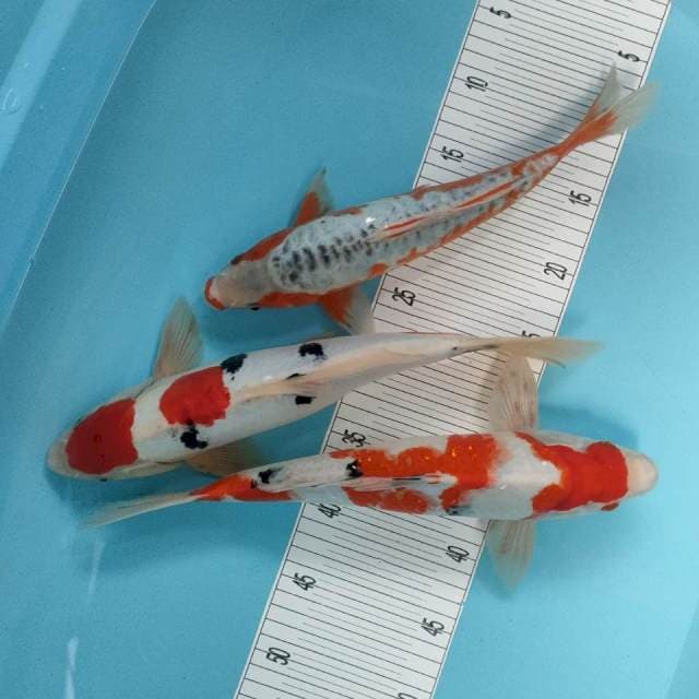 trio jantan