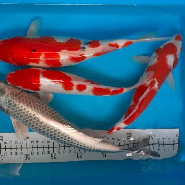 Mix 30,33,35 cm