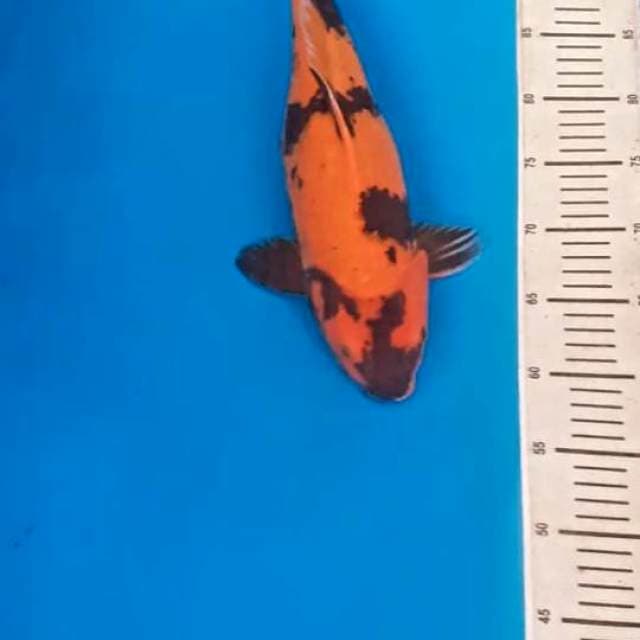 Utsuri 40 bu 😍🤩