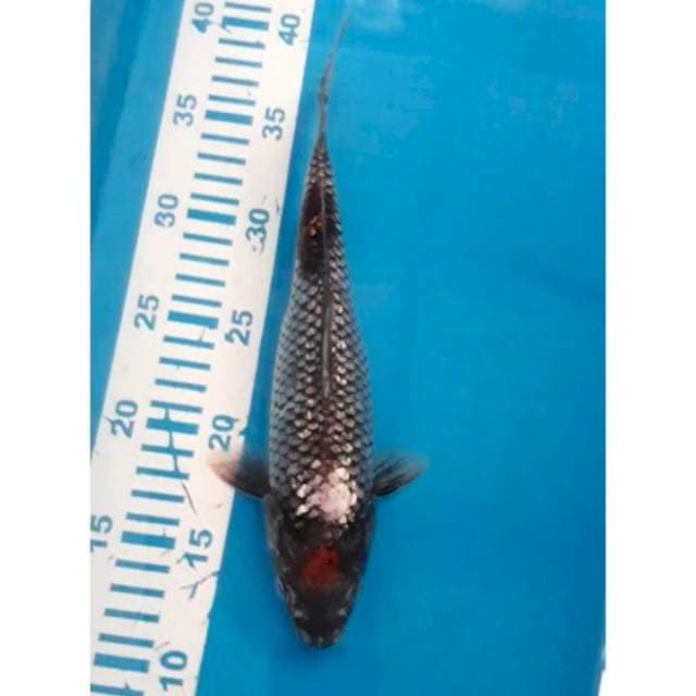 Kawabake Ginrin 27 cm